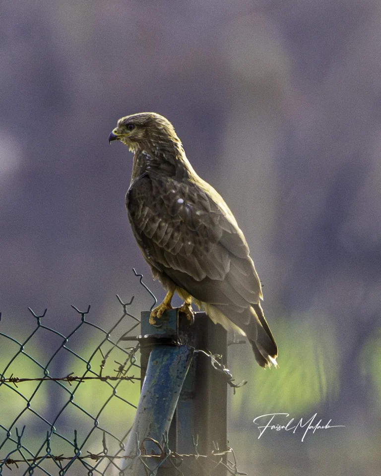 Raptor perched in soft backlight photographed by Faisal Malaeb.