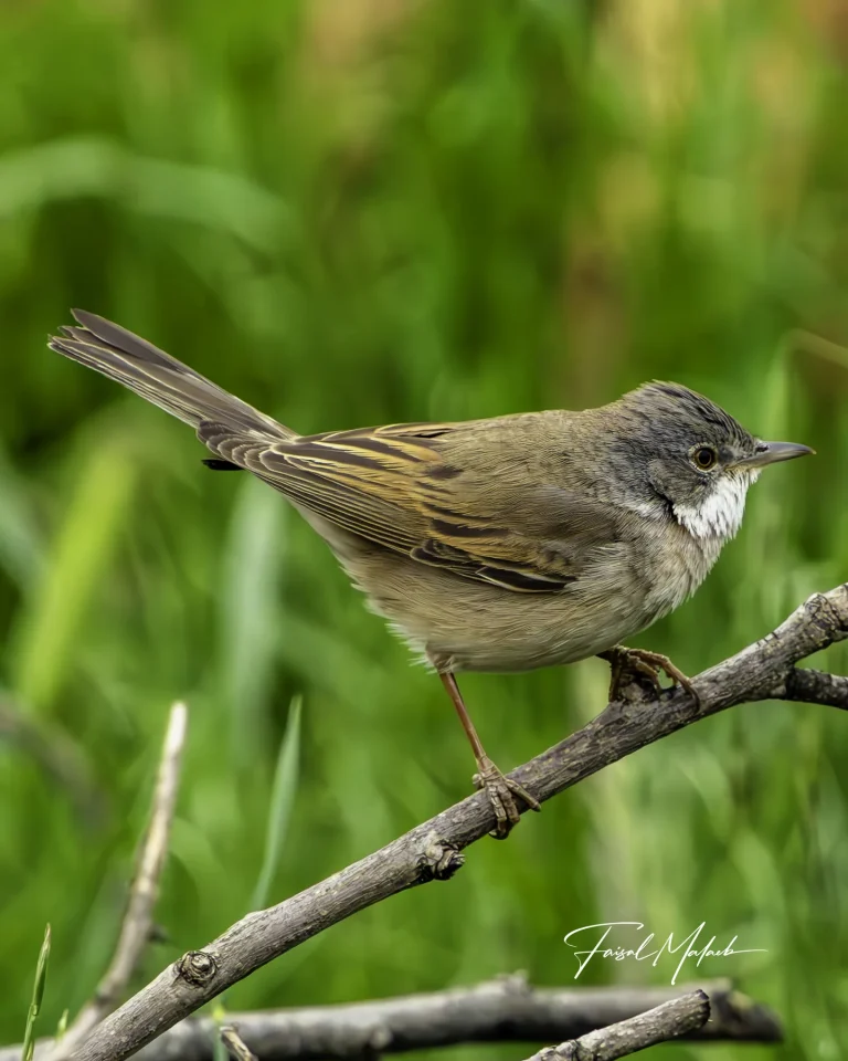 Small bird in fresh grass photographed by Faisal Malaeb.