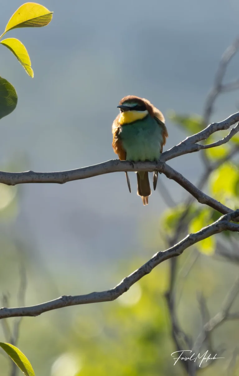 Colorful bird on a branch photographed by Faisal Malaeb.