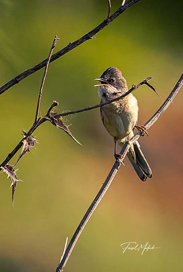 Small bird balanced on a twig photographed by Faisal Malaeb.