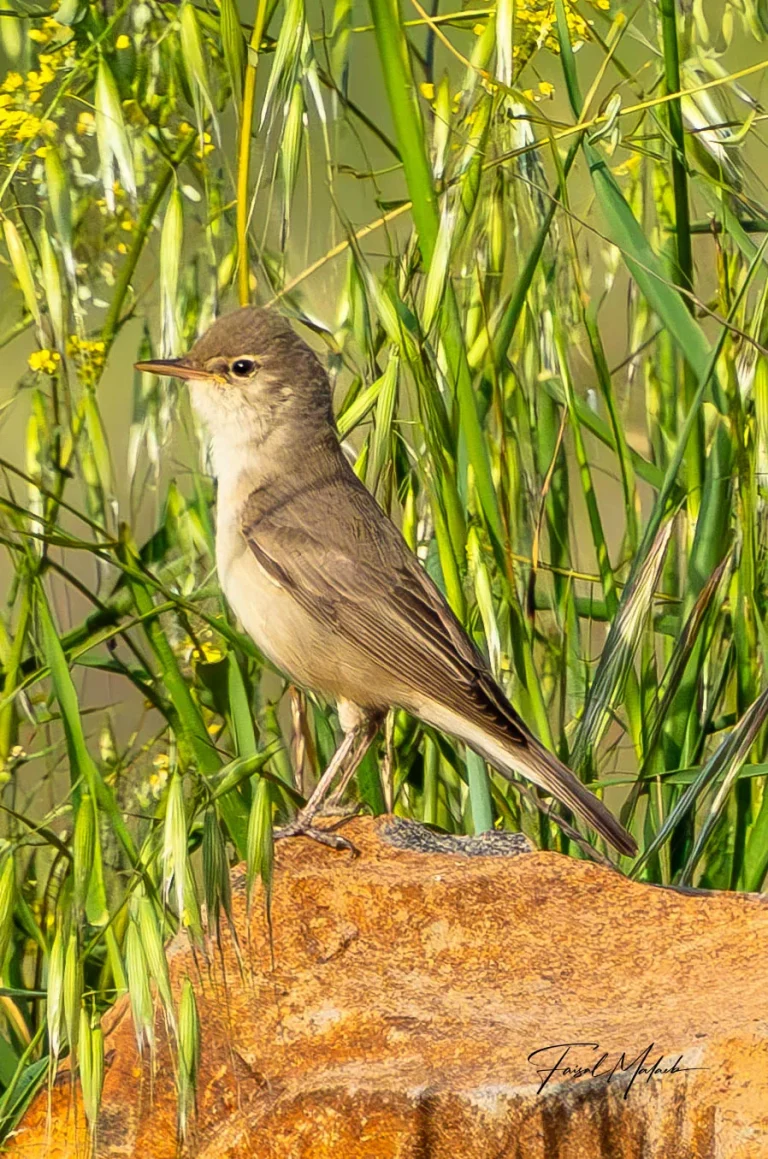 Bird resting near tall reeds photographed by Faisal Malaeb.