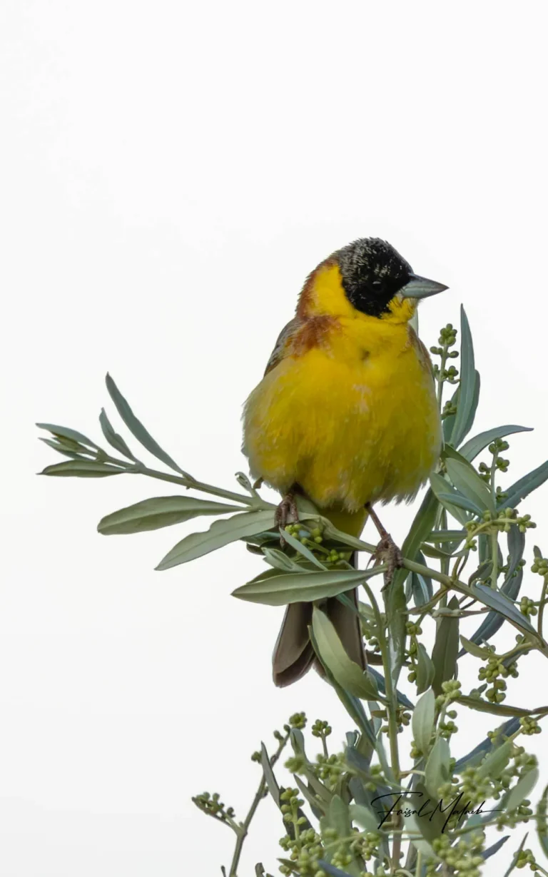 Yellow songbird on spring branches photographed by Faisal Malaeb.