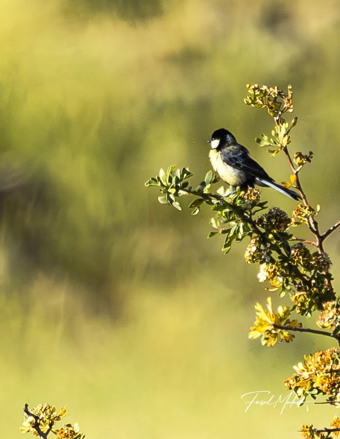 Striped songbird among green leaves photographed by Faisal Malaeb.