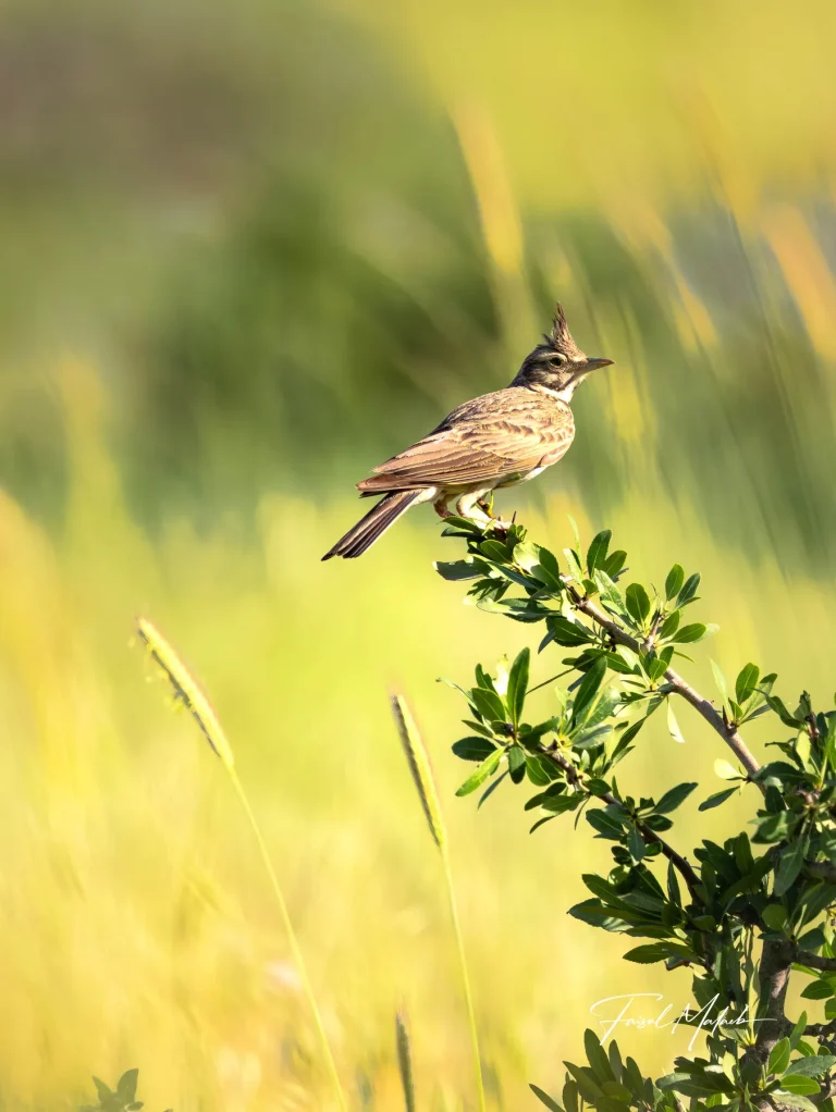 Small crested bird above soft grass photographed by Faisal Malaeb.