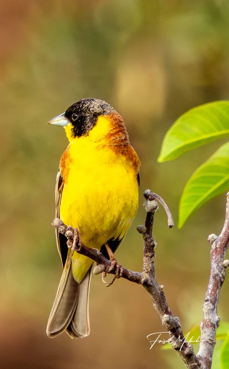 Yellow songbird on spring branches photographed by Faisal Malaeb.