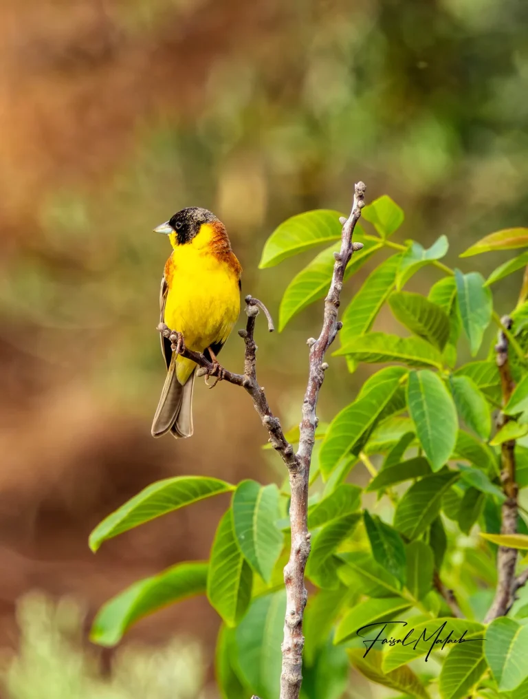 Yellow songbird on spring branches photographed by Faisal Malaeb.