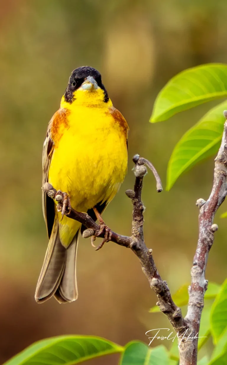 Yellow songbird on spring branches photographed by Faisal Malaeb.