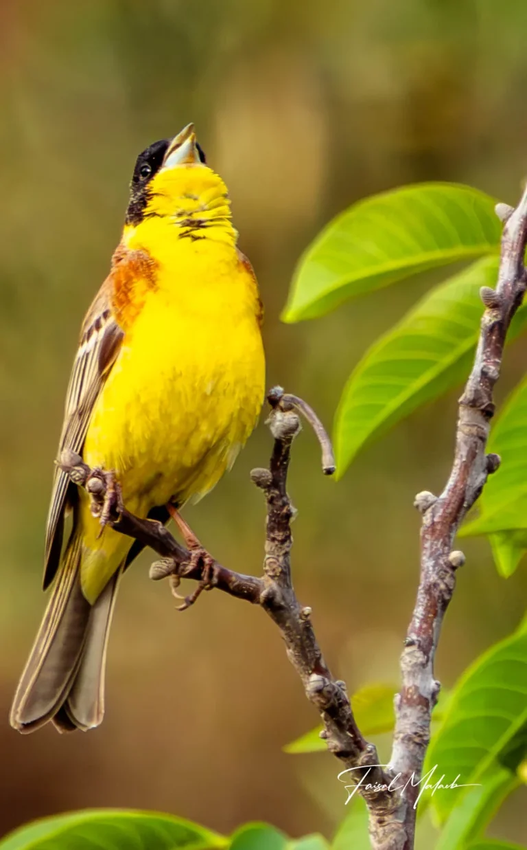 Yellow songbird on spring branches photographed by Faisal Malaeb.