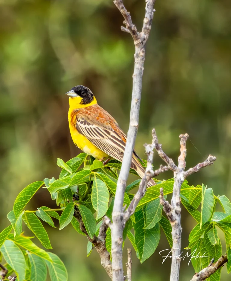 Striped songbird among green leaves photographed by Faisal Malaeb.