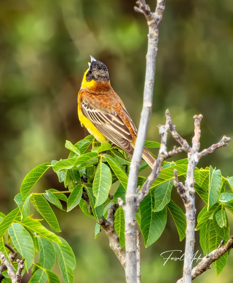 Striped songbird among green leaves photographed by Faisal Malaeb.