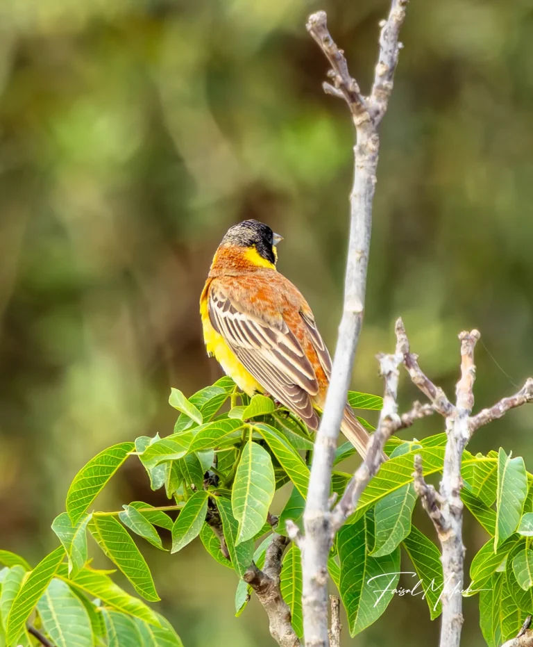 Striped songbird among green leaves photographed by Faisal Malaeb.