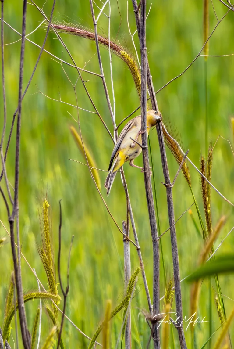 Small bird moving through reeds photographed by Faisal Malaeb.