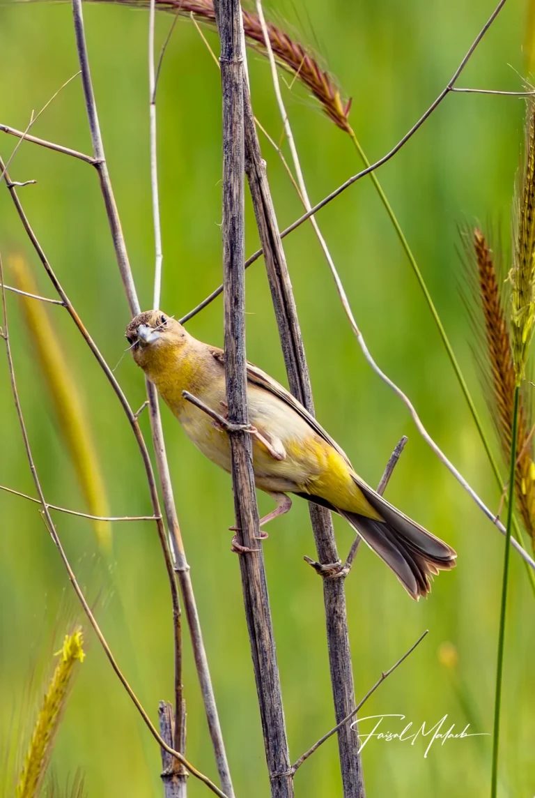 Small bird moving through reeds photographed by Faisal Malaeb.