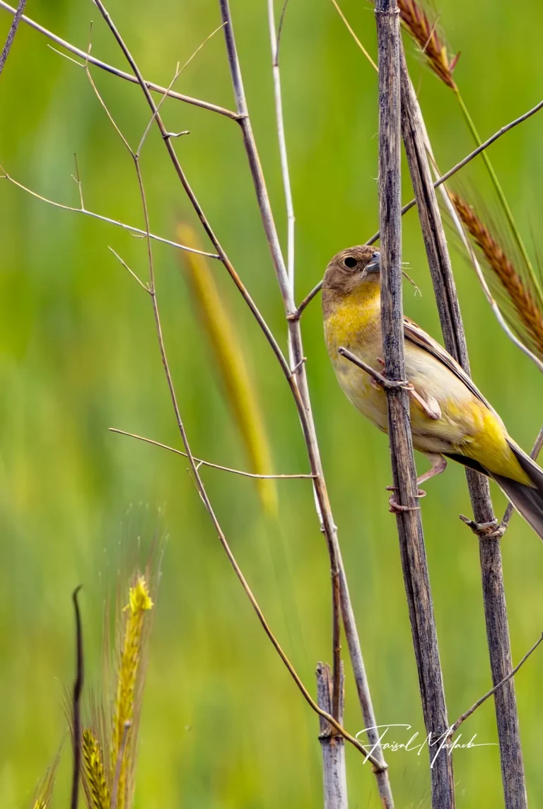 Small bird moving through reeds photographed by Faisal Malaeb.