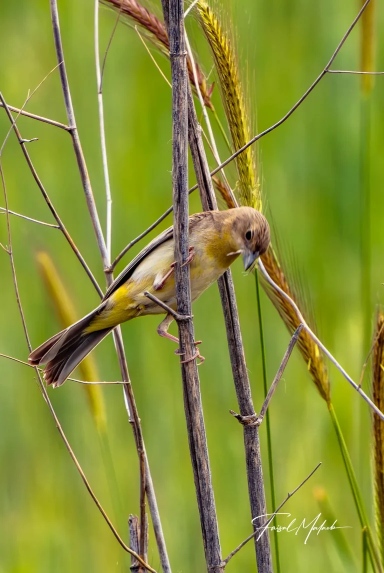 Small bird moving through reeds photographed by Faisal Malaeb.
