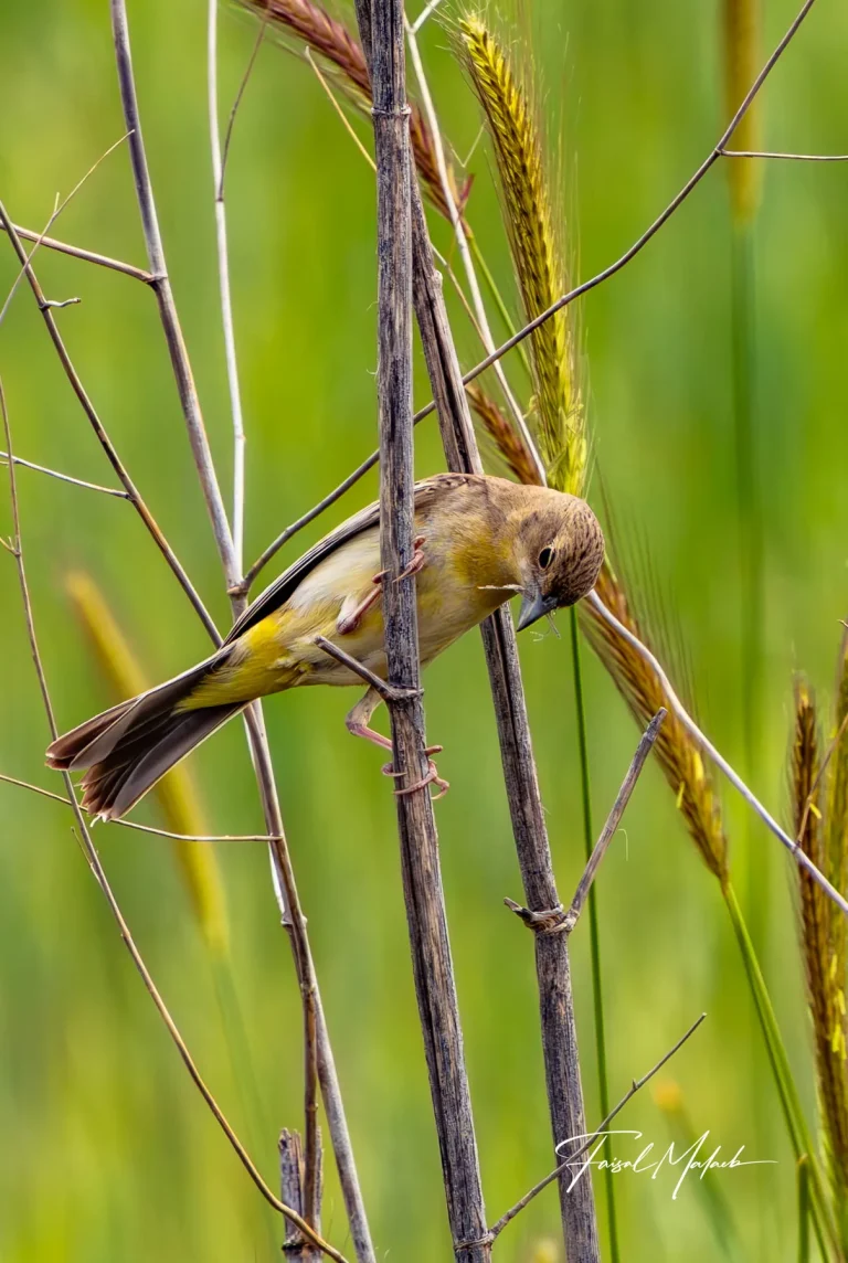 Small bird moving through reeds photographed by Faisal Malaeb.