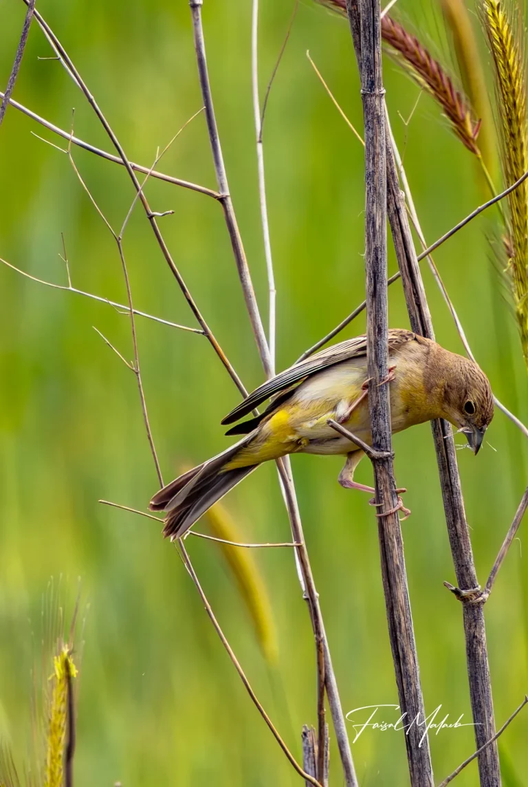 Small bird moving through reeds photographed by Faisal Malaeb.