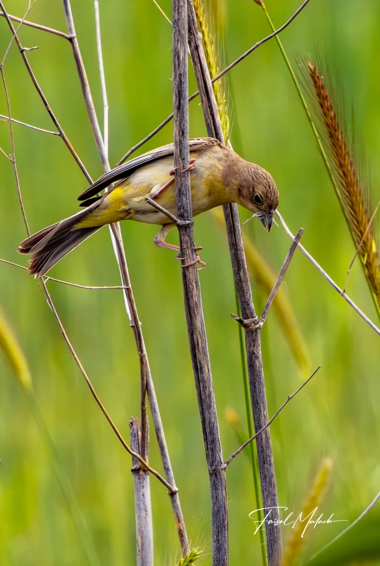 Small bird moving through reeds photographed by Faisal Malaeb.