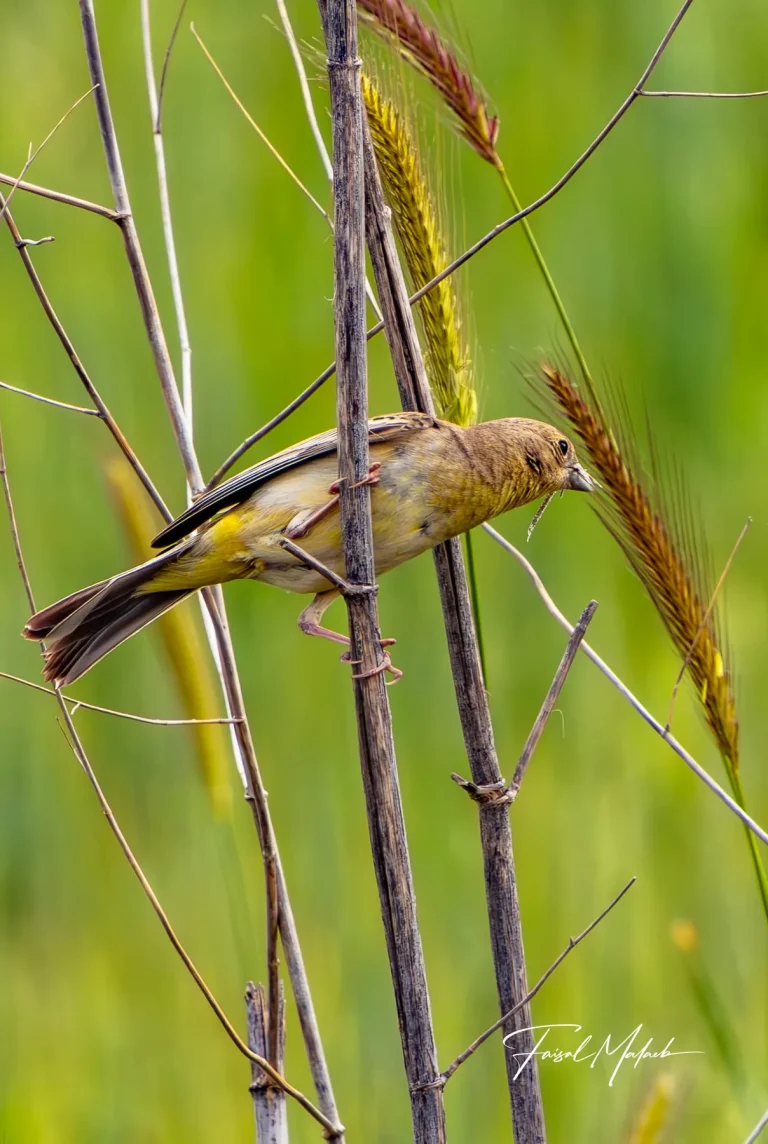 Small bird moving through reeds photographed by Faisal Malaeb.