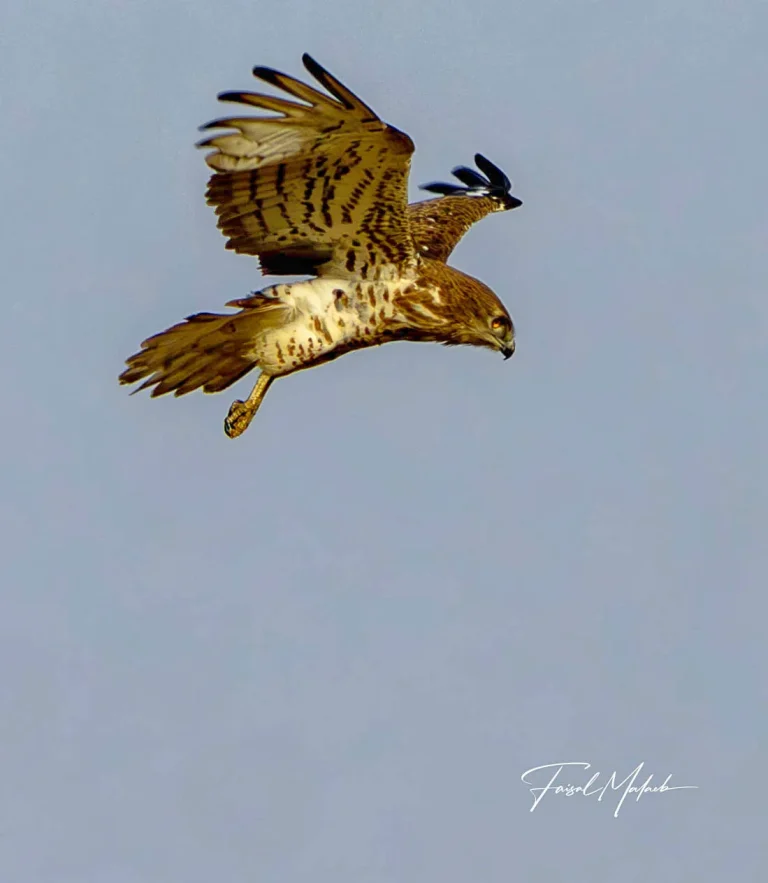 Raptor in flight with prey photographed by Faisal Malaeb.