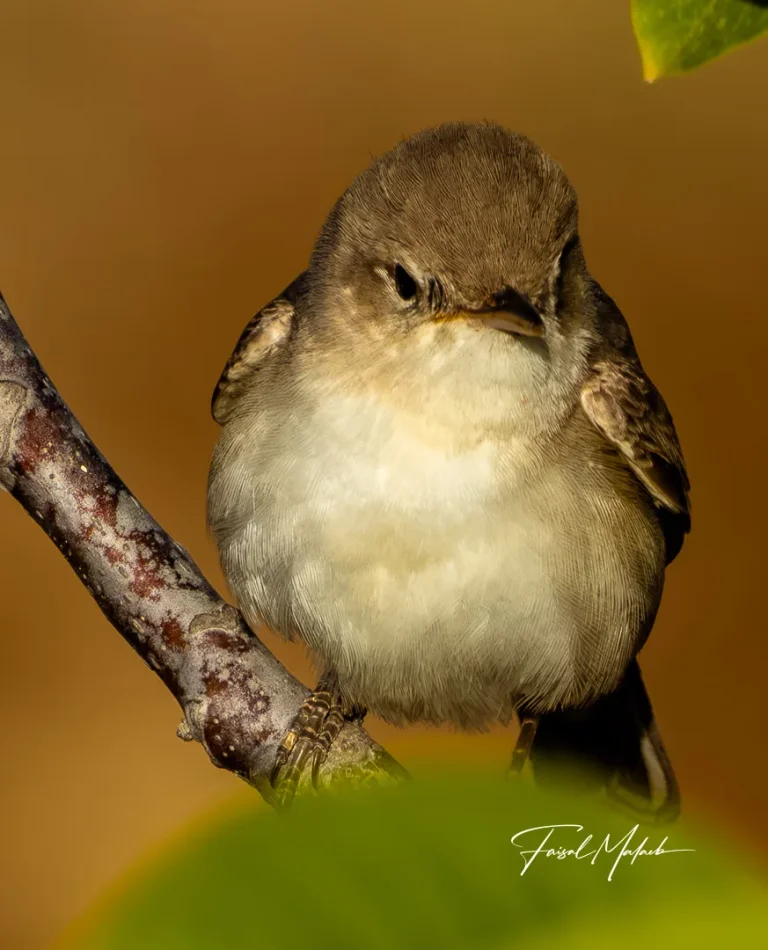 Small bird portrait in warm light photographed by Faisal Malaeb.