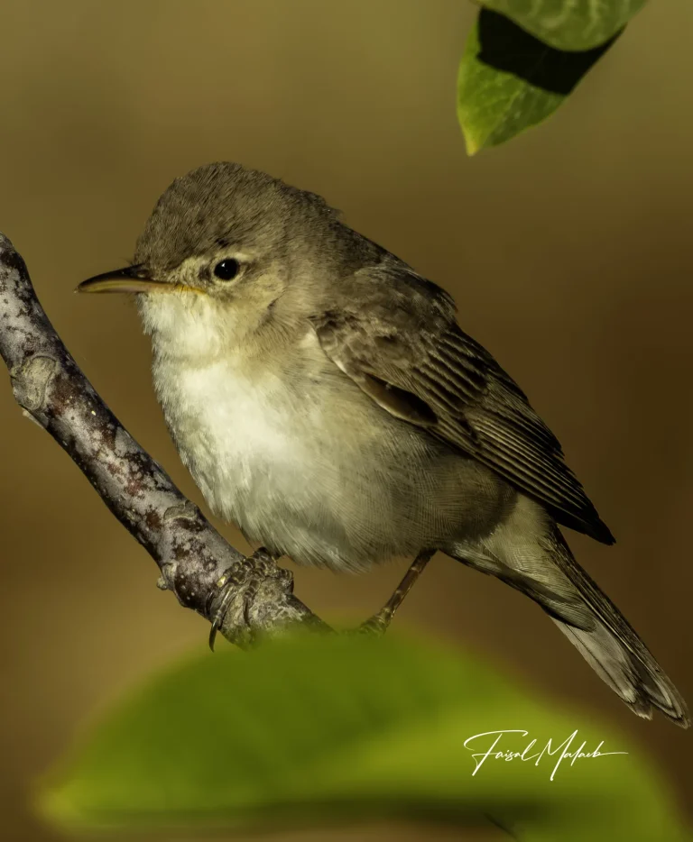 Tiny bird on a shaded branch photographed by Faisal Malaeb.