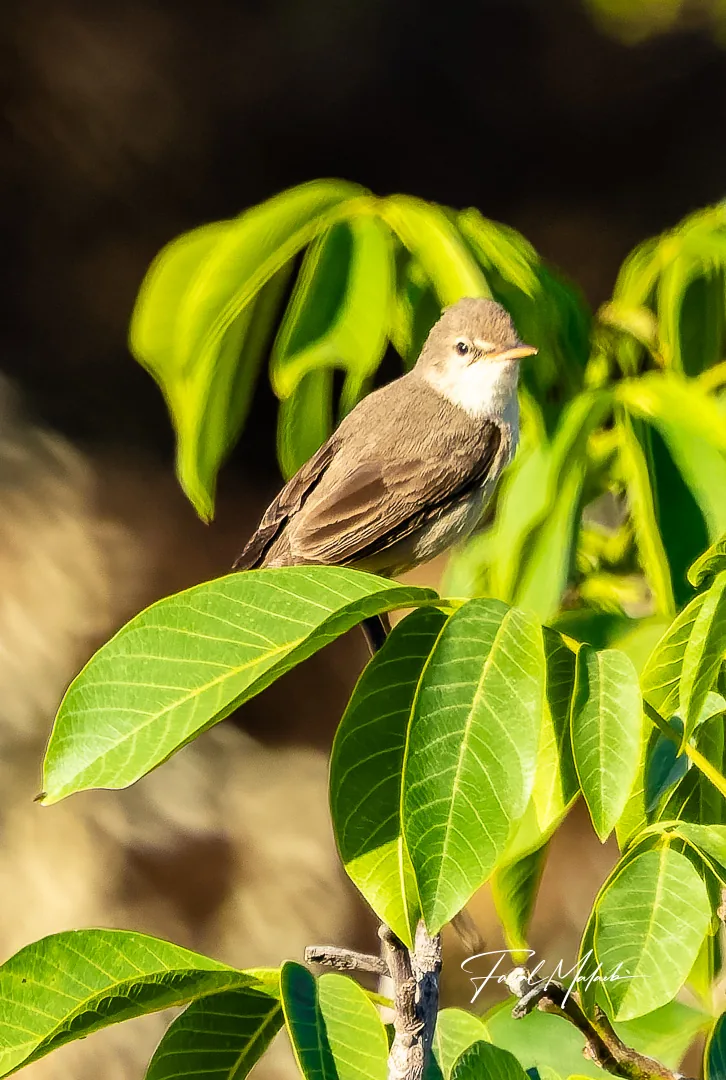 Small bird among bright leaves photographed by Faisal Malaeb.