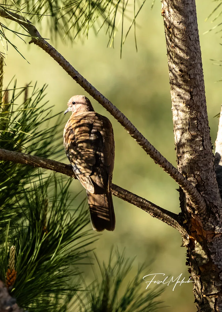Raptor perched in pine branches photographed by Faisal Malaeb.