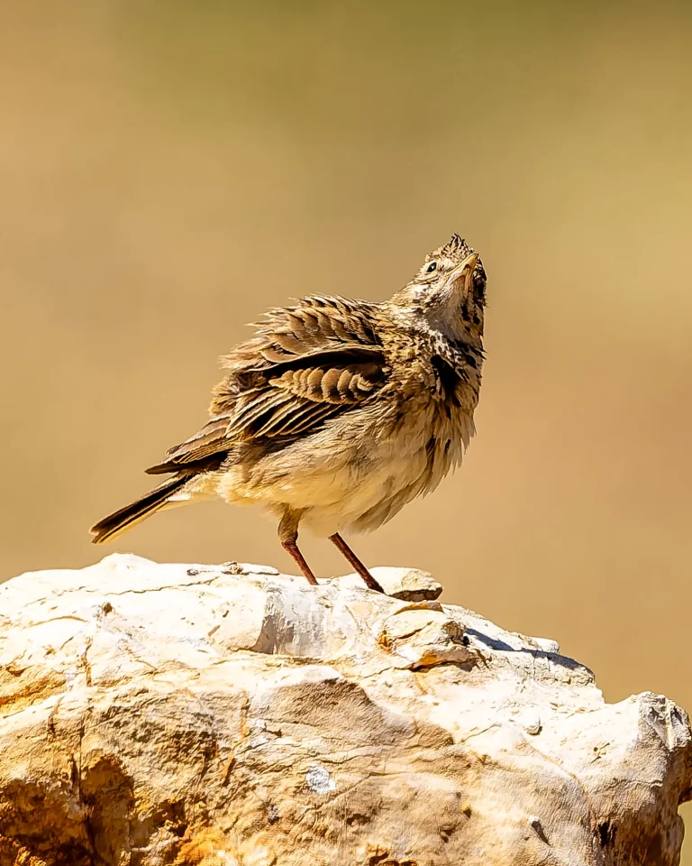 Crested bird on a pale rock photographed by Faisal Malaeb.