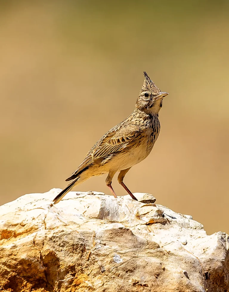Crested bird calling from a stone photographed by Faisal Malaeb.