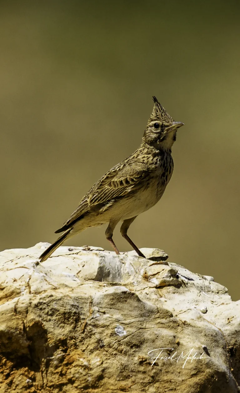 Small crested bird in profile photographed by Faisal Malaeb.