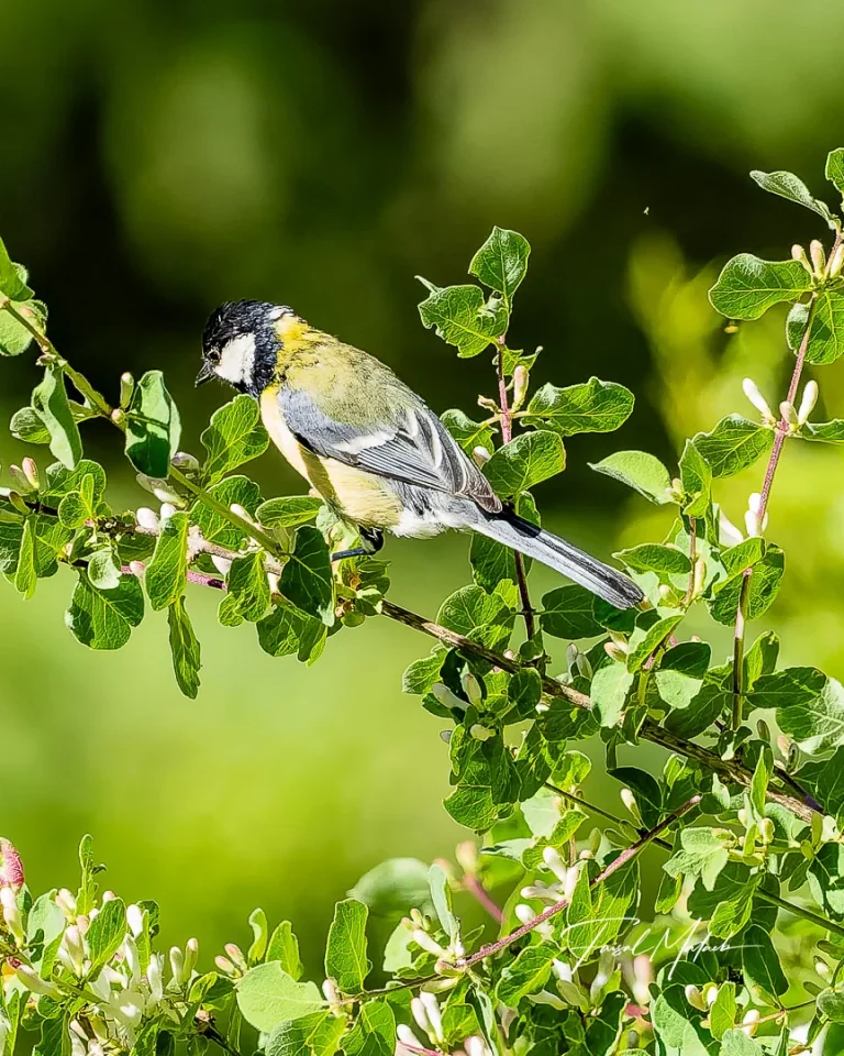 Bird hidden in spring leaves photographed by Faisal Malaeb.