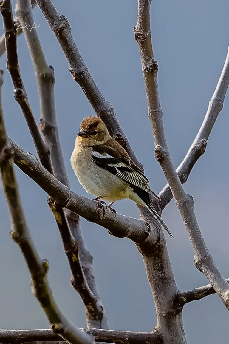 Small wild bird resting between bare branches in Dahr El Ahmar, West Bekaa.