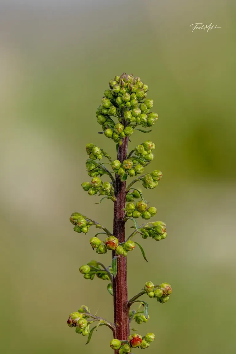 Fresh spring buds with a calm blurred background.
