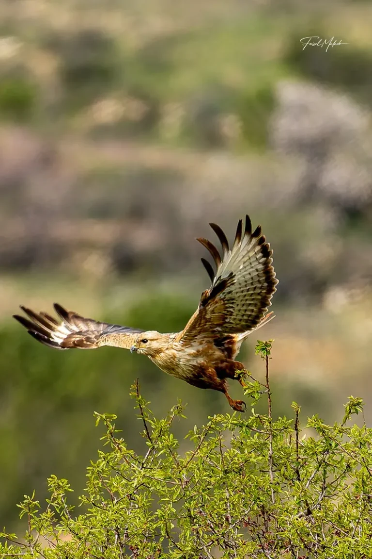 Raptor lifting from the shrubs in a fast spring moment.