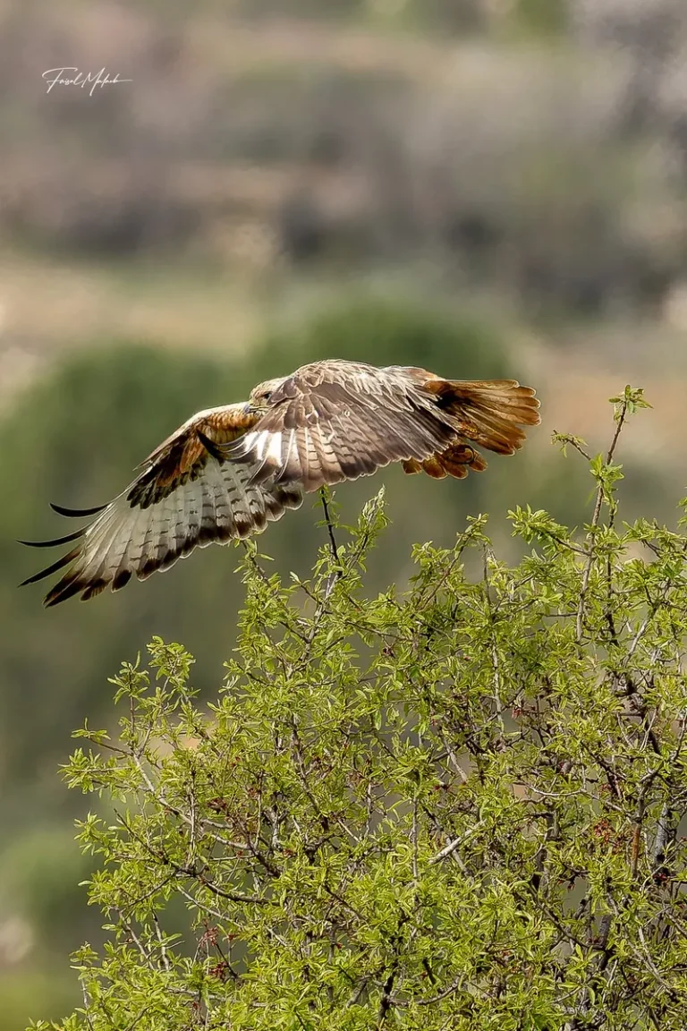 Low flight across a West Bekaa hillside.