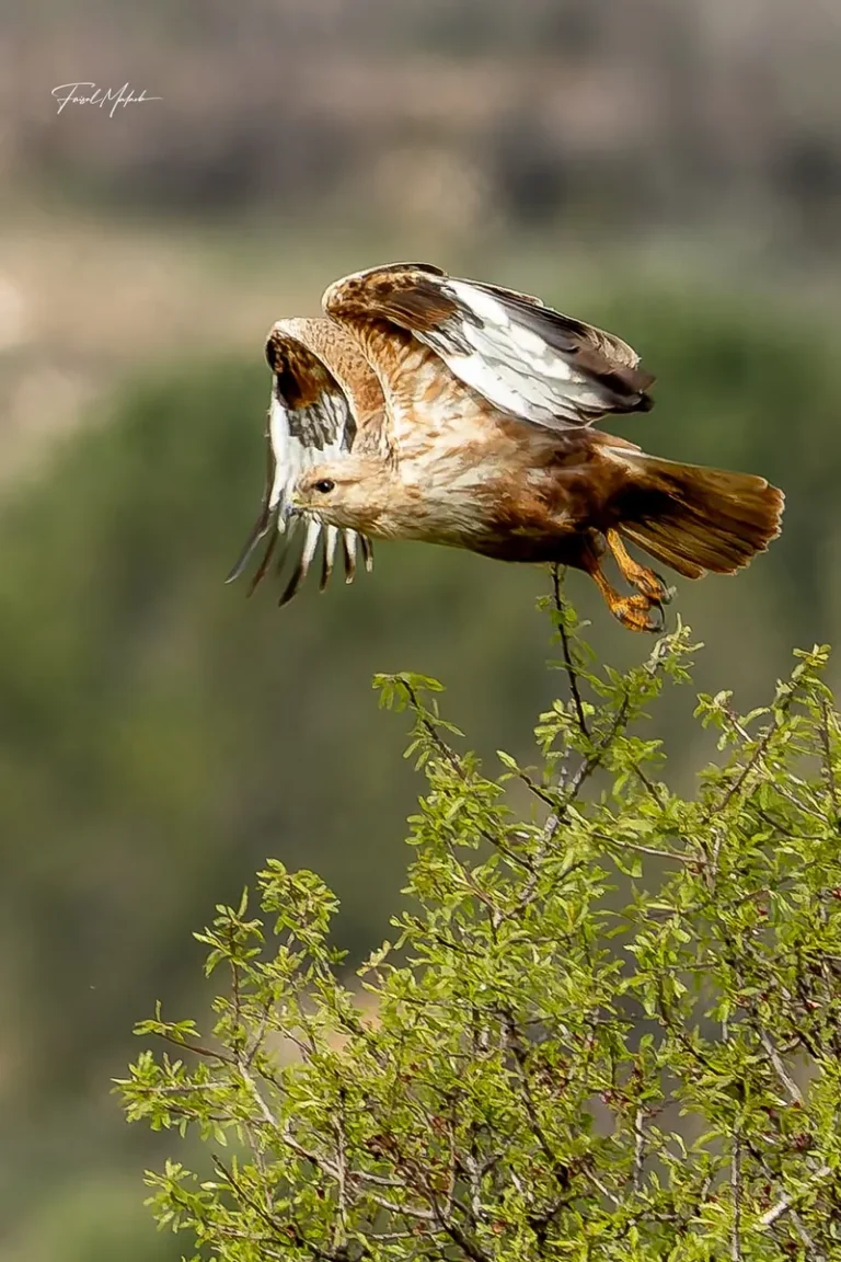 Open-wing turn against a soft natural background.