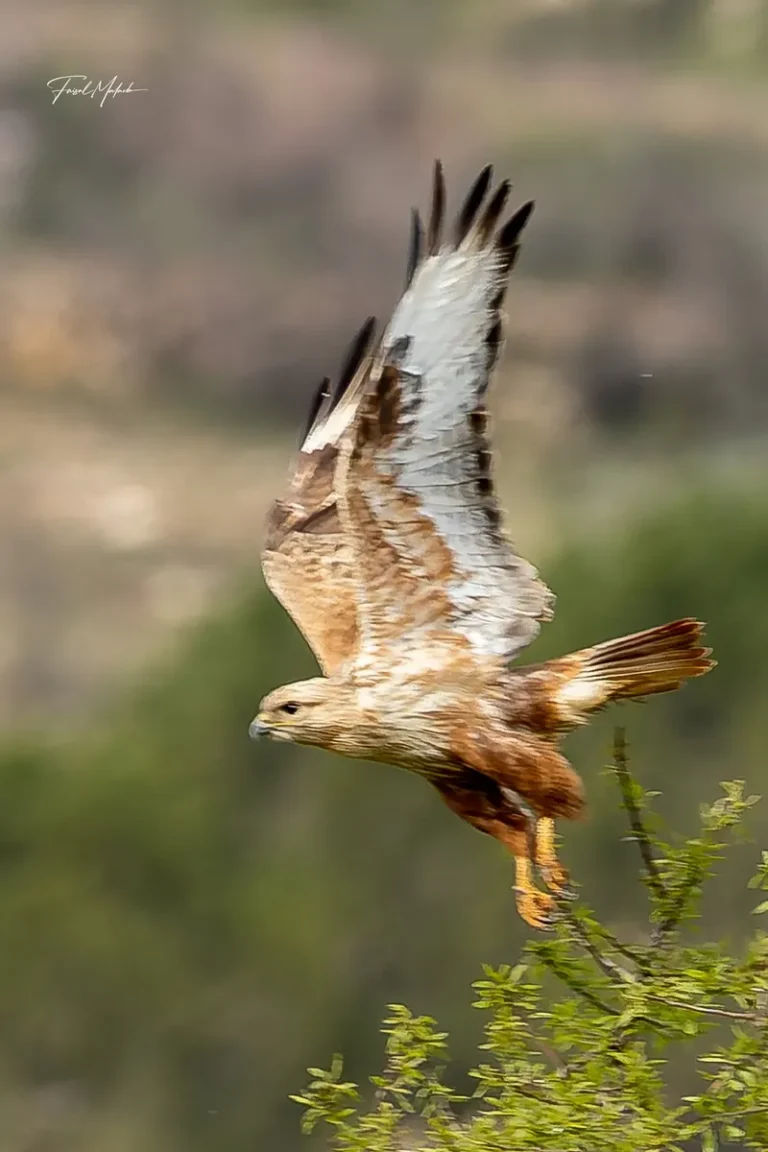 Clean flight frame with depth and motion.