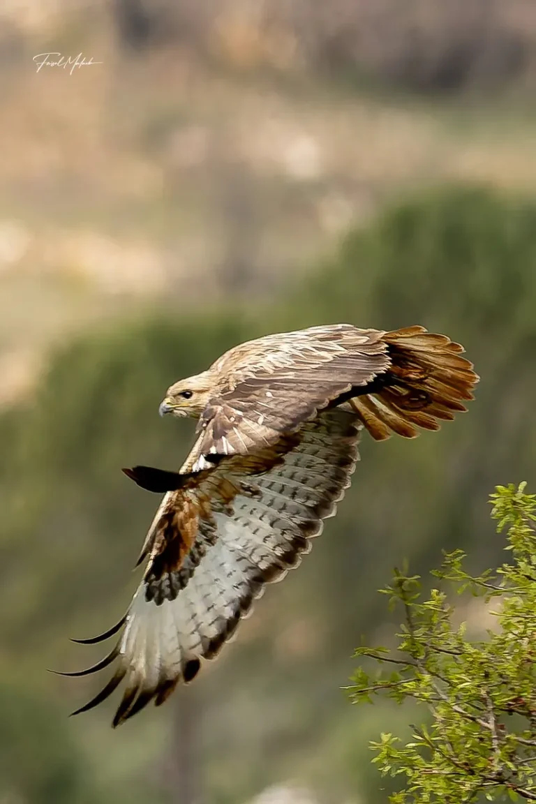 Gliding raptor over the natural landscape of Dahr El Ahmar.