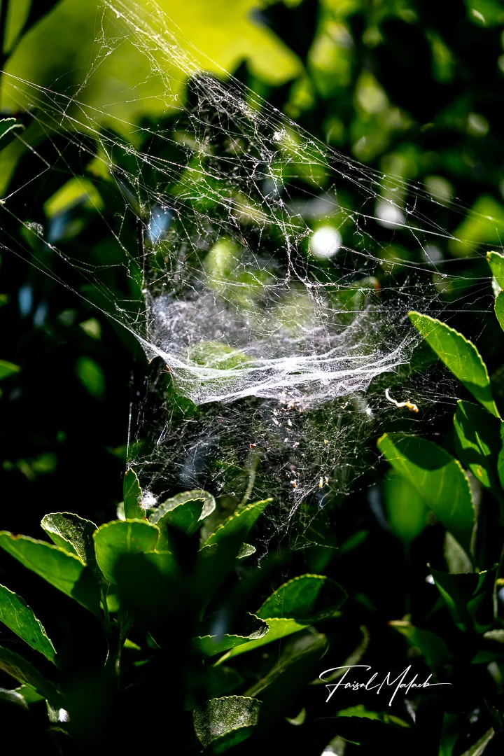 Dew-lit web among green leaves photographed by Faisal Malaeb.