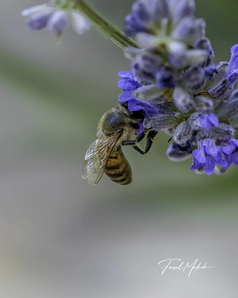 Bee on lavender bloom photographed by Faisal Malaeb.