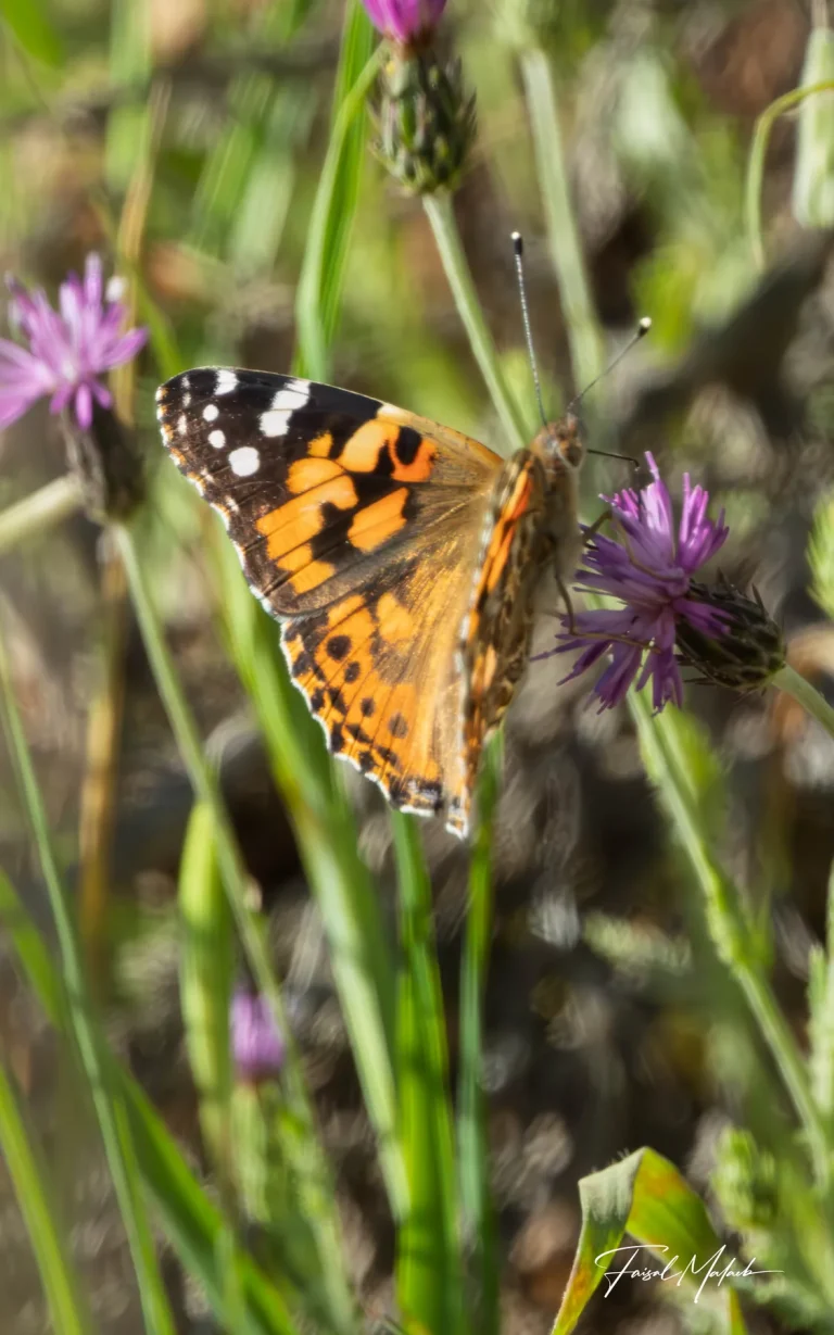 Butterfly on wild thistle photographed by Faisal Malaeb.