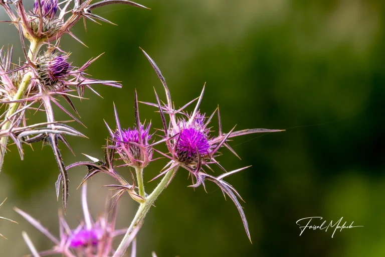 Purple thistle blossoms photographed by Faisal Malaeb.