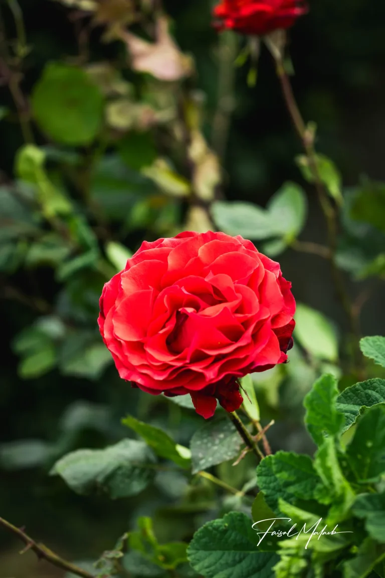 Single red rose in shade photographed by Faisal Malaeb.