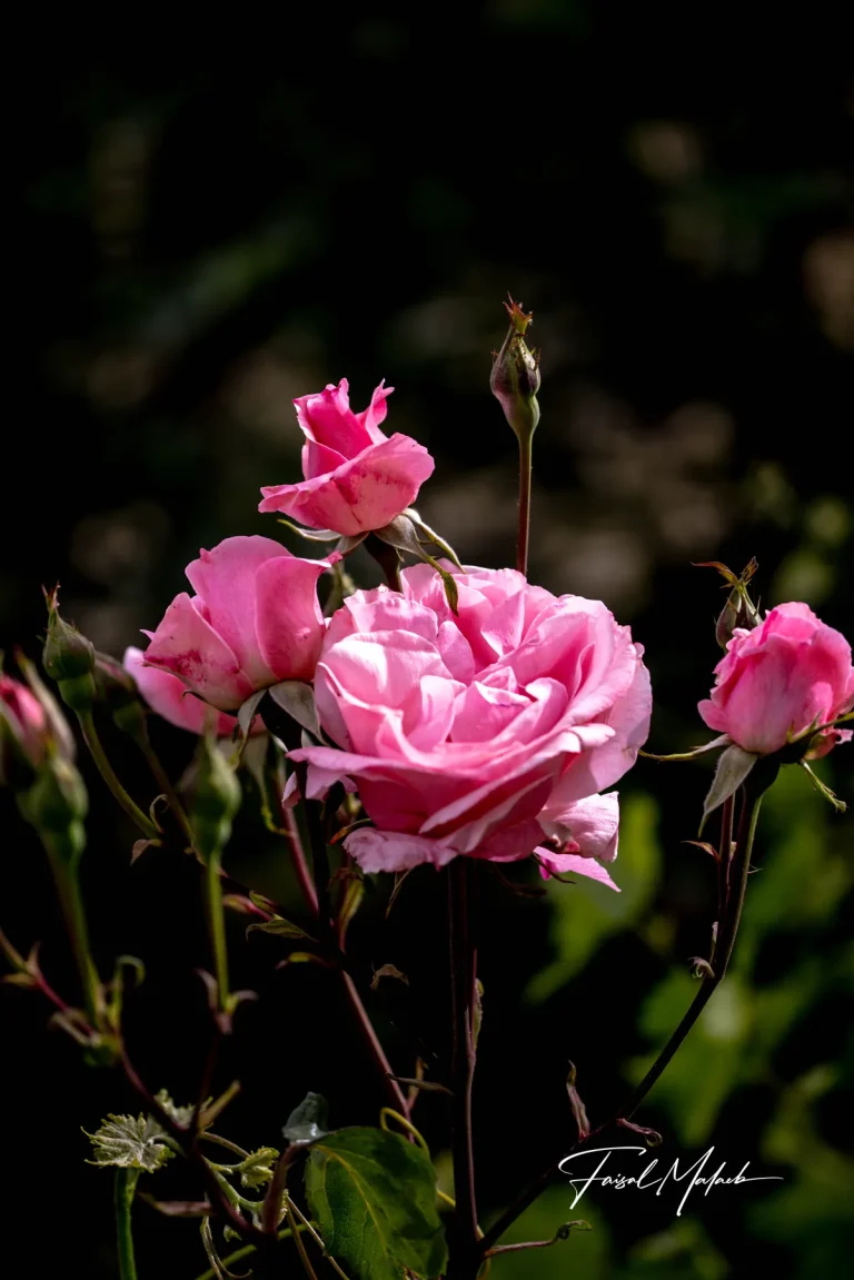 Pink roses in dramatic light photographed by Faisal Malaeb.