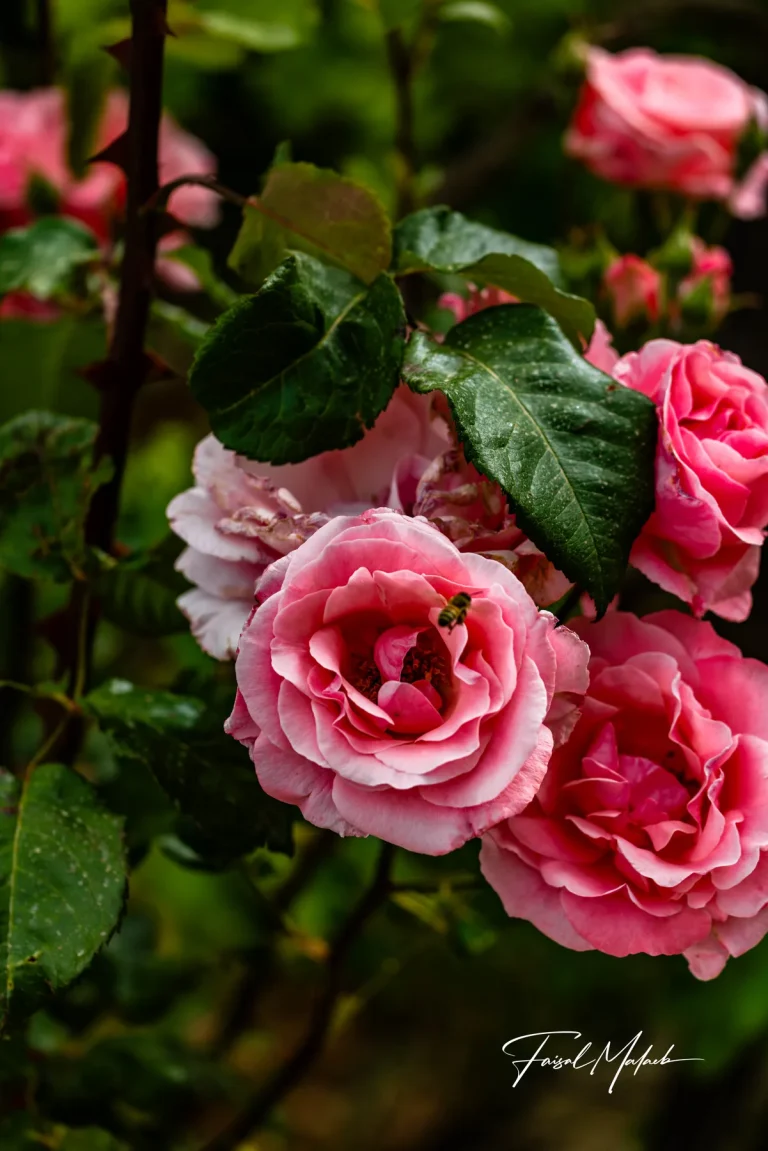 Cluster of pink garden roses photographed by Faisal Malaeb.