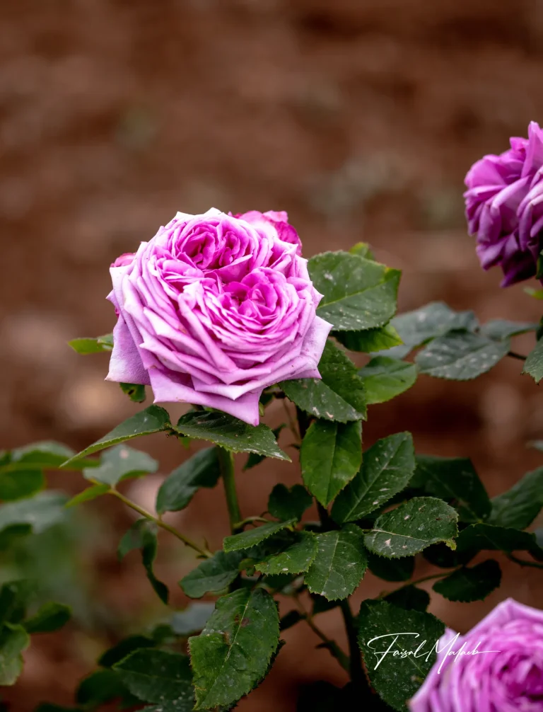 Purple rose in earthy tones photographed by Faisal Malaeb.