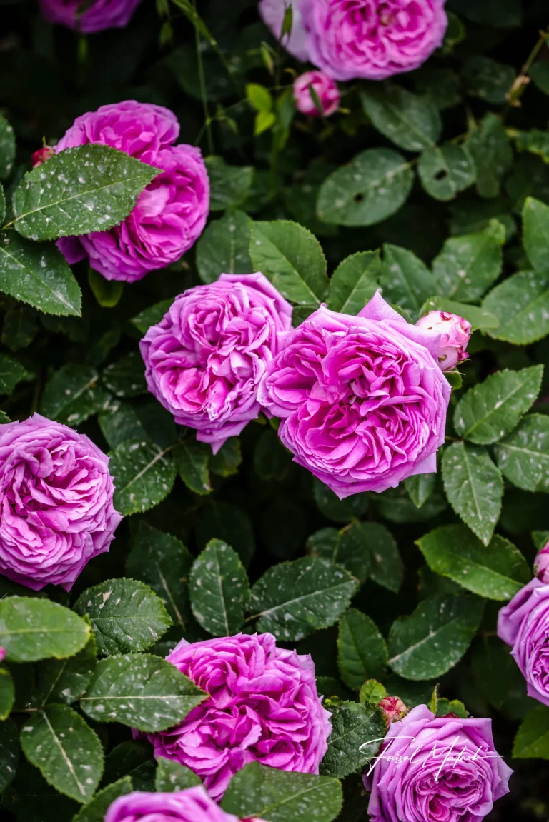 Small purple roses on green leaves photographed by Faisal Malaeb.