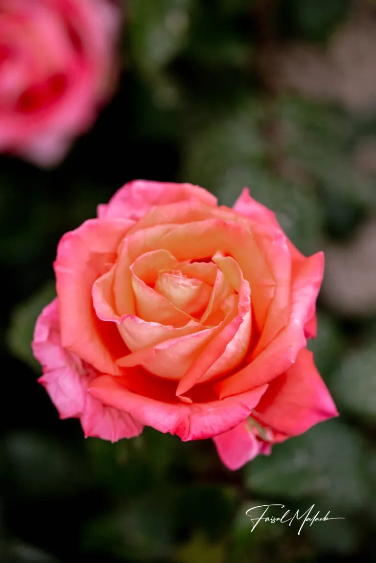 Peach rose portrait photographed by Faisal Malaeb.