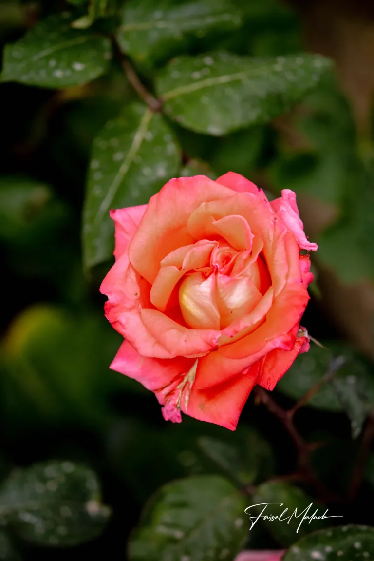Soft orange rose bloom photographed by Faisal Malaeb.